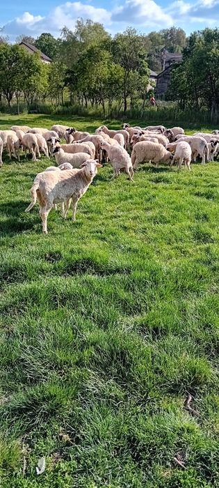 Vând 40 de oi tinere