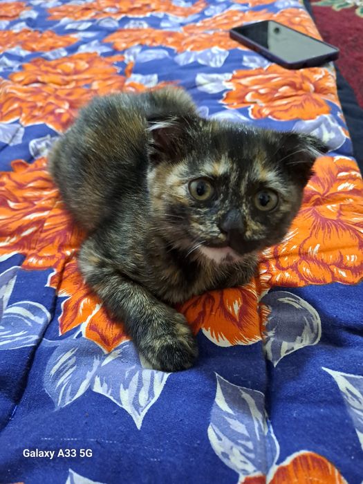 Скоттиш фолд кошка