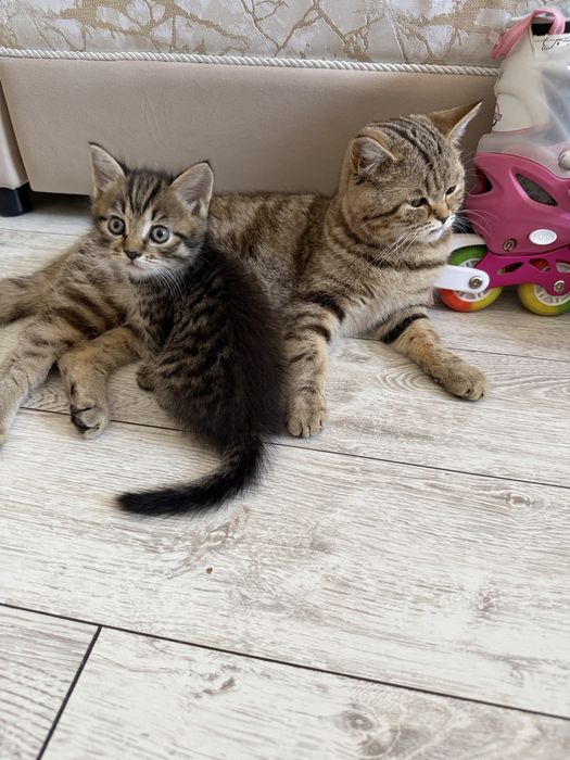 Продам шотландских котят