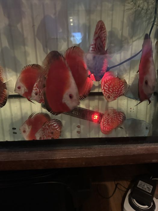 Продавам млади дискуси