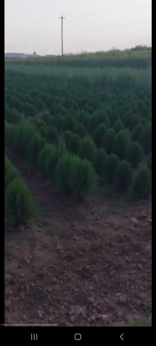 Можжевельник и туя кучатлари сотилади