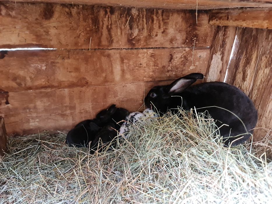 Iepurite Rex și mascul Rex