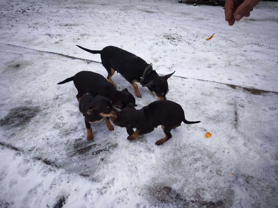 Продавам пинчери