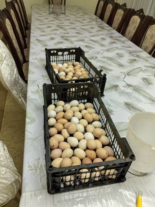 Инкубаторы на 100-120кур яиц