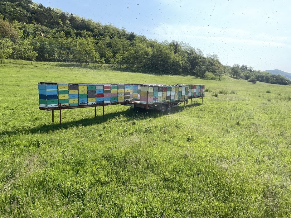 Vand remorca apicola 40 stupi de 10 rame
