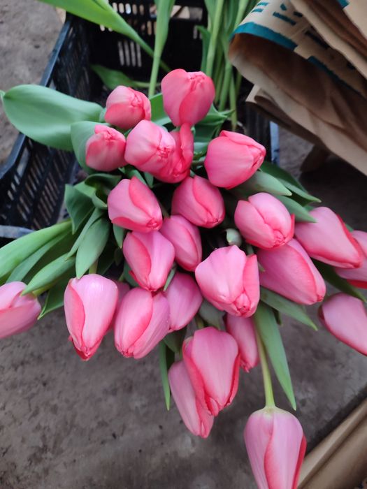 Тюльпаны  Алматы