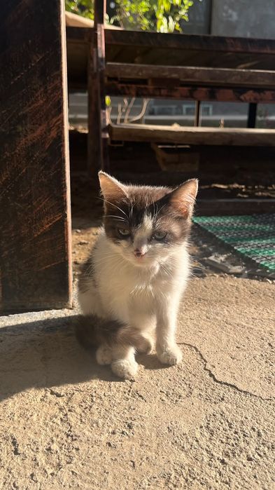 Котёнок бесплатно.