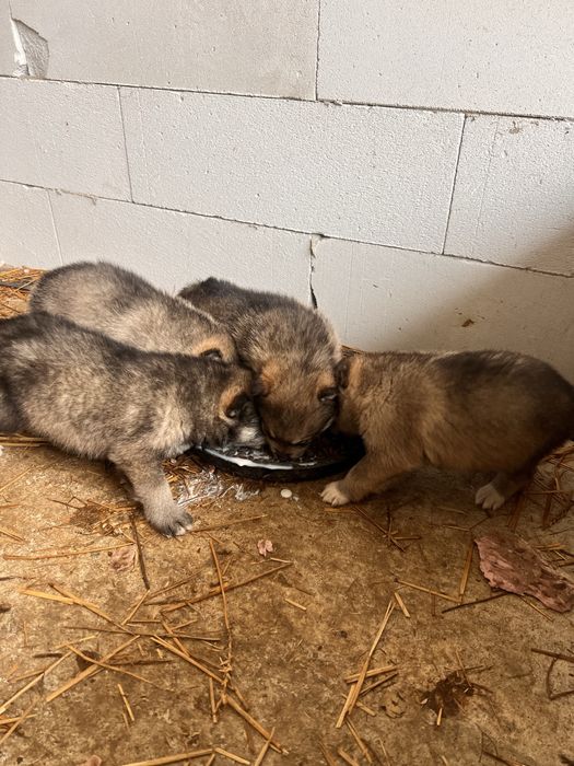 Catei Lup Cehoslovac cu Husky.  Nu trimit in tara!!