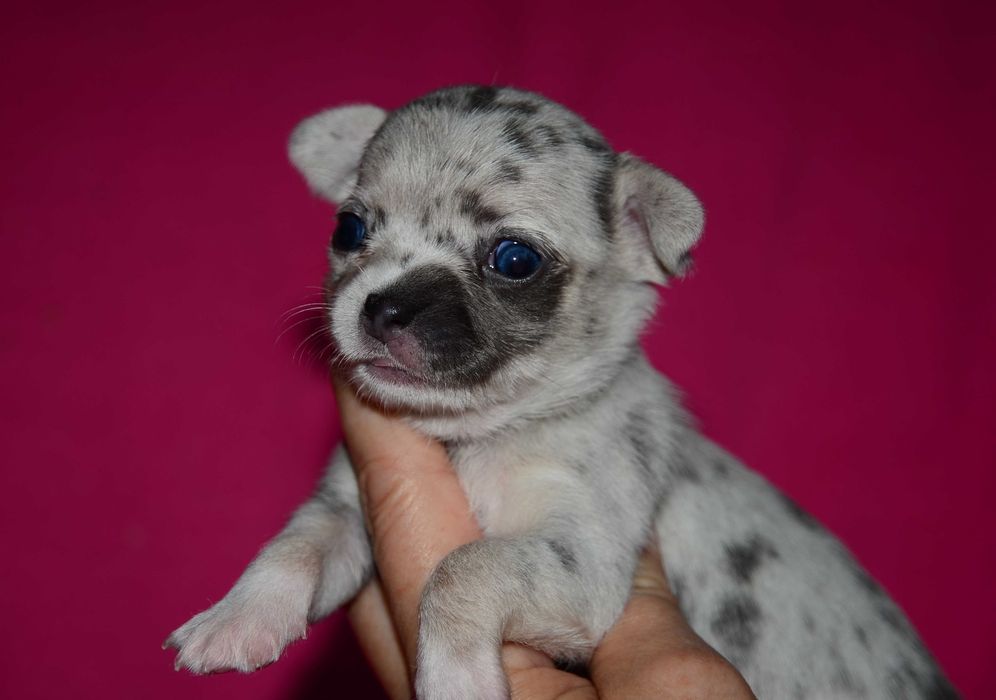 Эксклюзивные щенки чихуахуа !