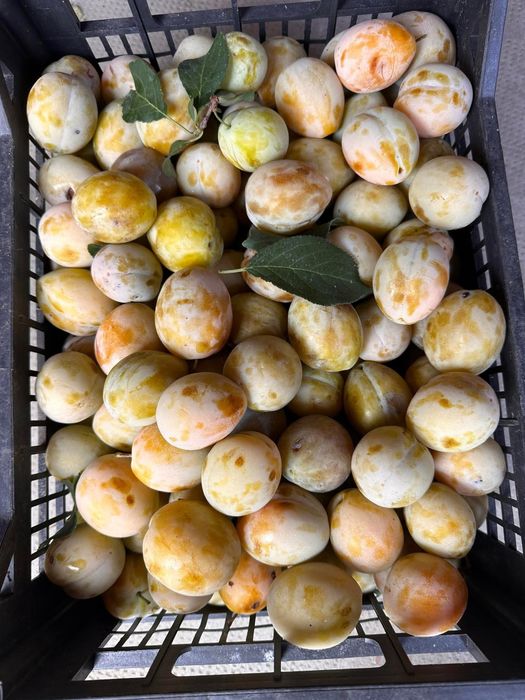 Prune albe pentru țuică