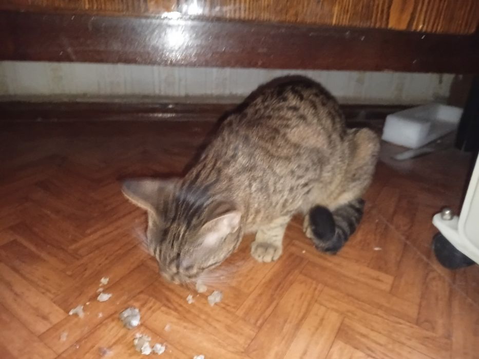 Котёнок маленький 8 месяцев