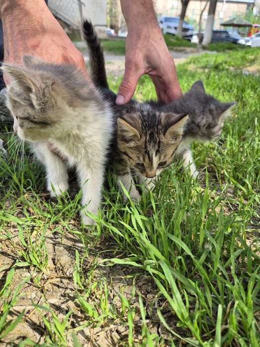 Котята в добрые руки