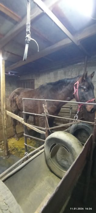 Продам коня хорошо