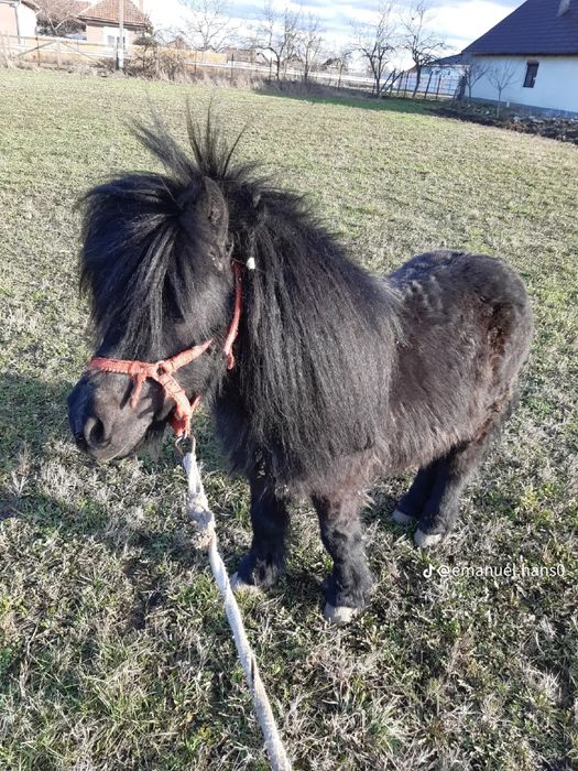 Vând un ponei armăsar