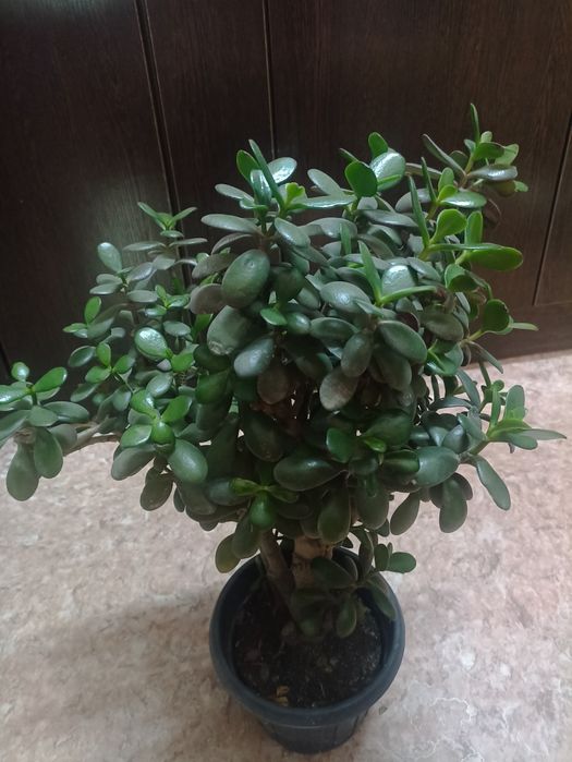 Продается Толстянка, денежное дерево.