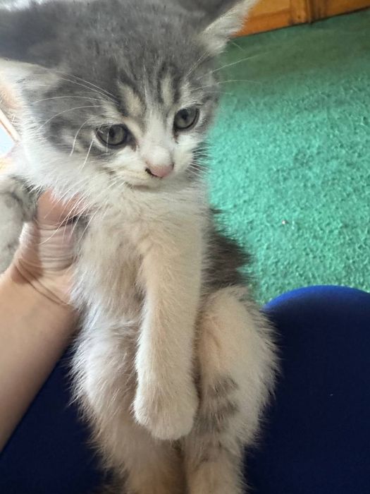 Мушук болачалари