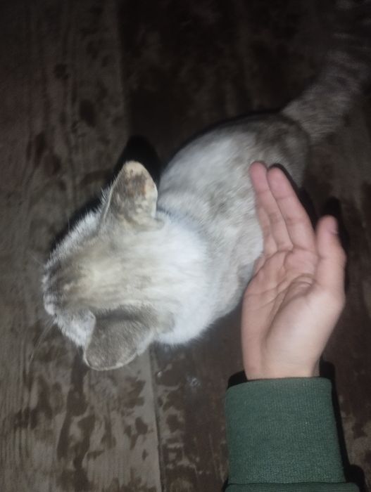 Уй мушиги сотилади