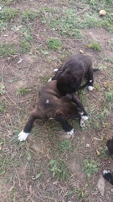 Пристраиваются классные щенята,девочки и мальчики