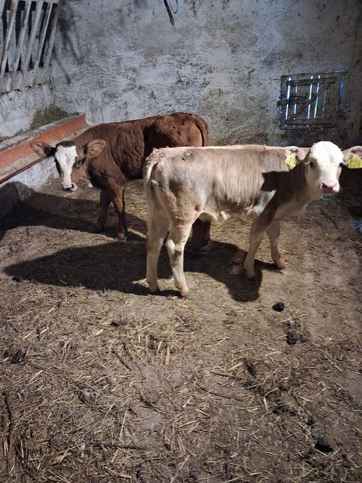 Vând tauras și vitea