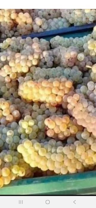 Vând struguri de vin avem toate soiurile