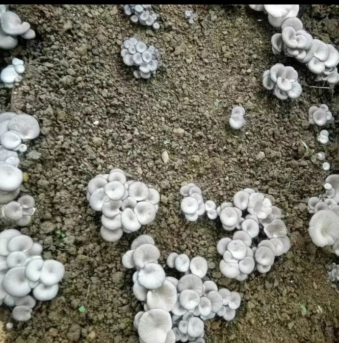 Кузикорин уруги,митсилей эмас таййор дон уруги сотилади.