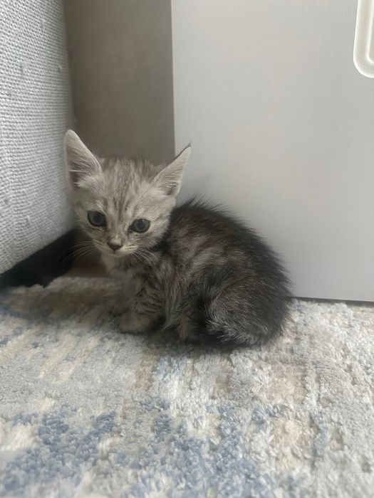 Отдам красивых Котят в добрые руки