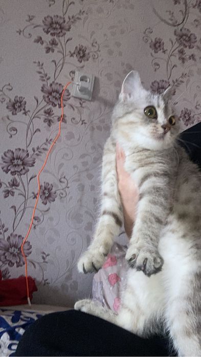 Отдам котенка бесплатно