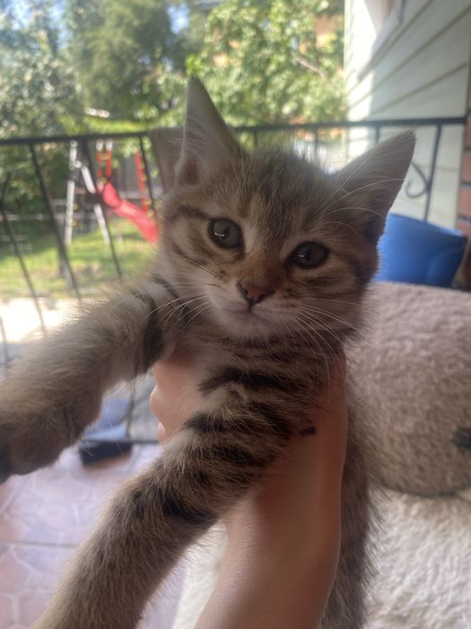 котята бесплатно