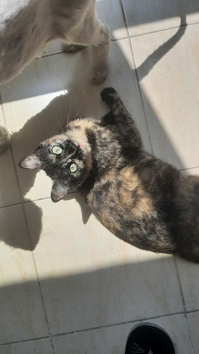 Отдам в добрые руки котиков