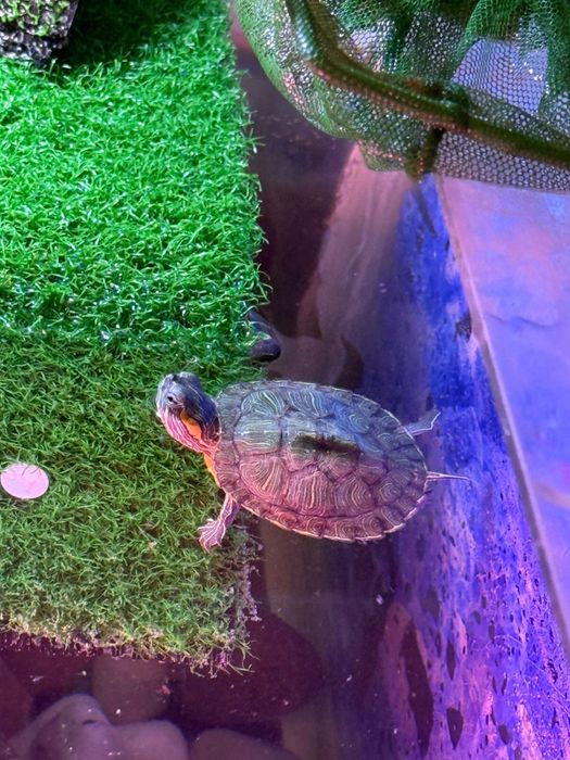 Красноухие черепахи + аквариум