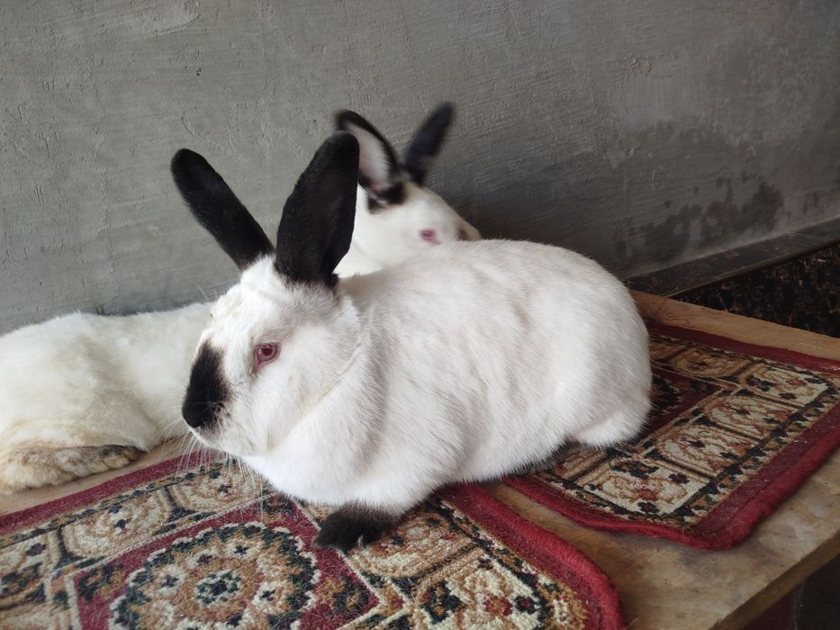 Евро калиф кошлик