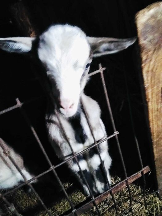 Альпийские козлята