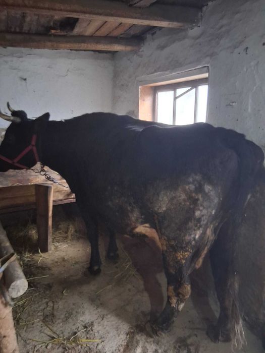 Cal de vanzare semigreu