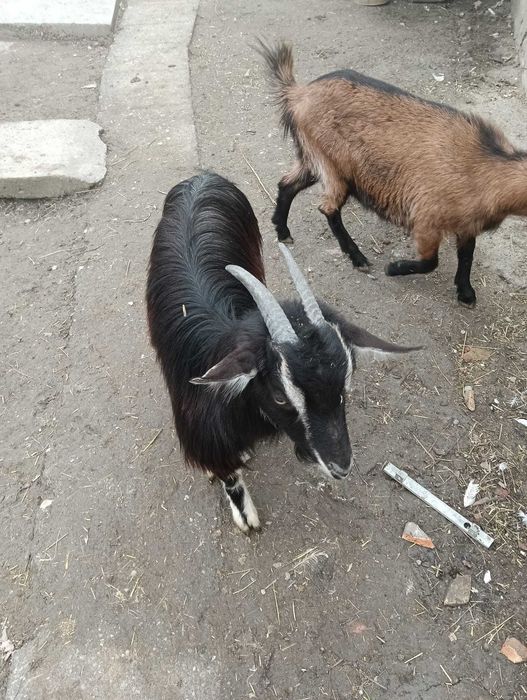 Ieduță de un an