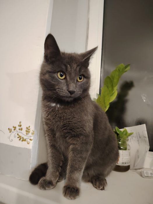 Тегін беремін мысық ұл