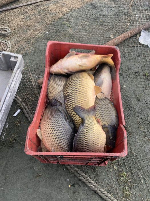 Шаран и толстолоб за консумация и зарибител!