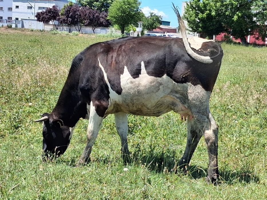 Vând 5 vaci gestante