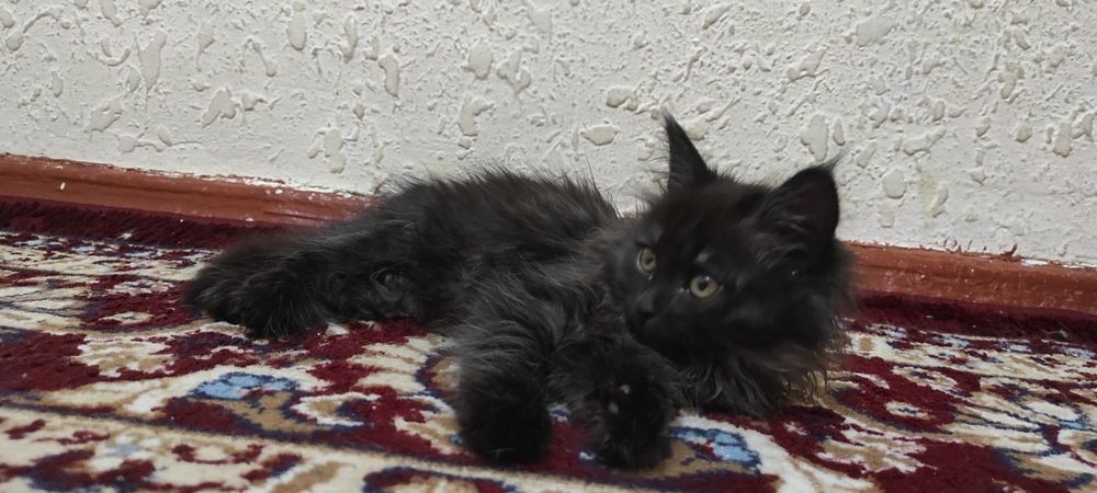 Катенька бесплатно отдаём