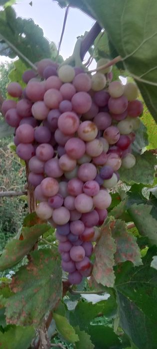 Дача с богатым садом