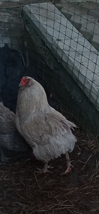 Продам красивого петуха