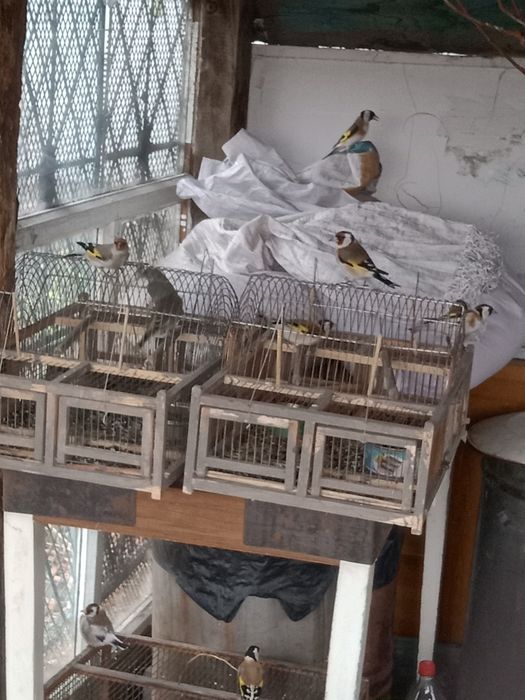 Продам щеглов.чернобасые