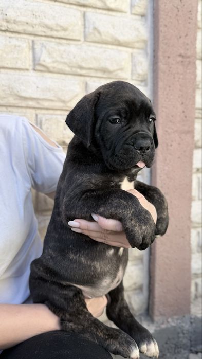 Italian Cane Corso