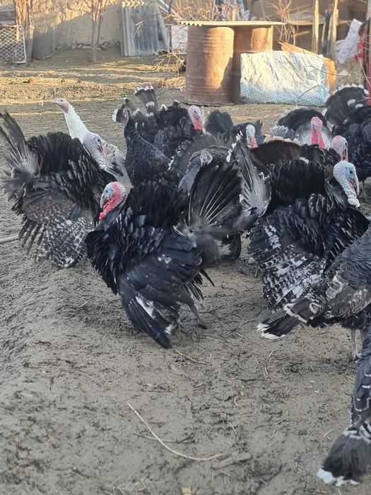 Индюк самец, Курка экрак