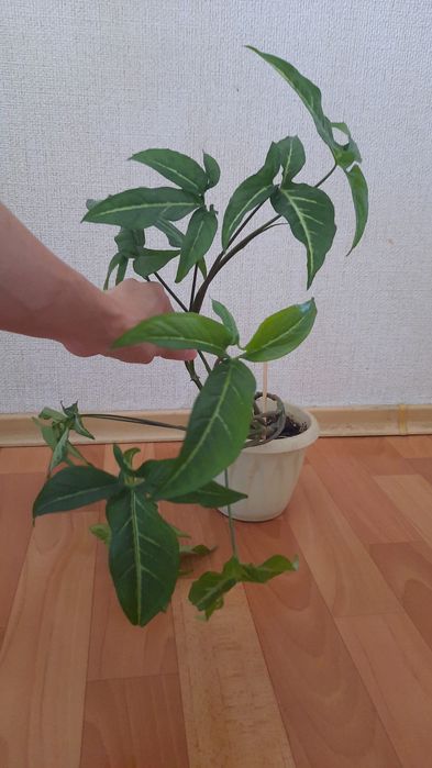 Комнатные растения по хорошей цене