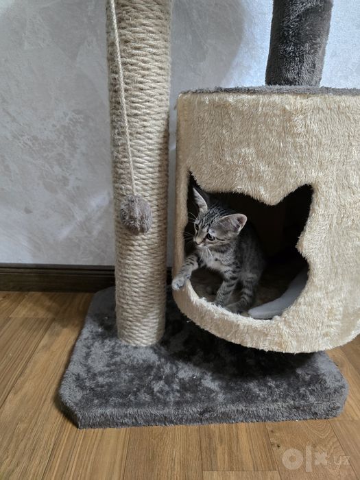 Отдаём котёнка девочка 2 месяца.