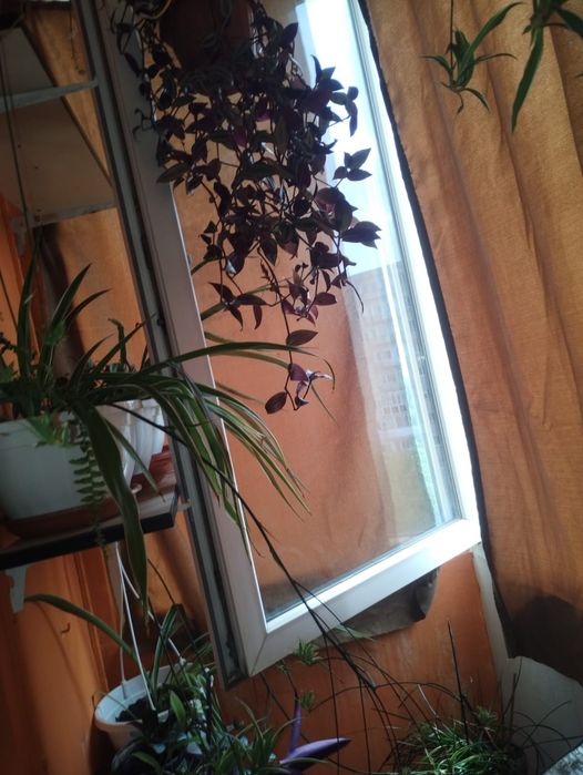 Plante de apartament curgatoare