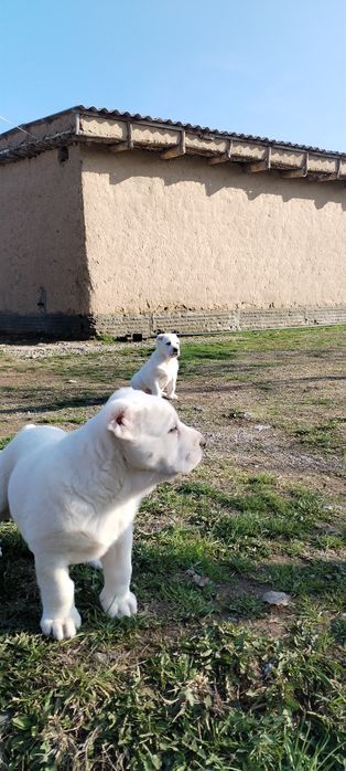 АЛАБАЙ Тозалариндан