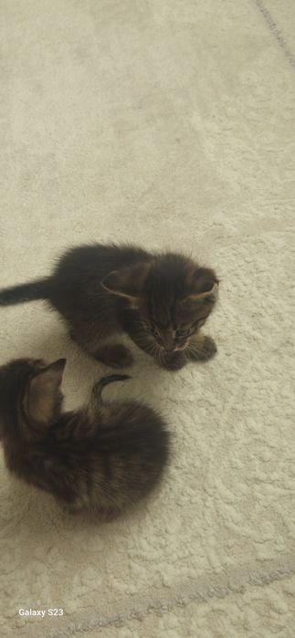 Дарю котят в добрые руки