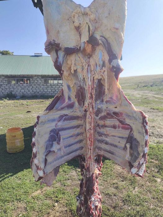 Жилктеме ет, мясо