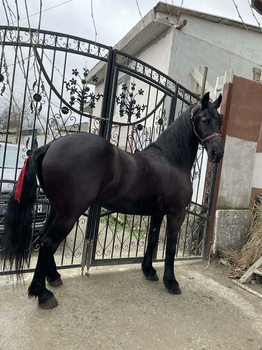 Vand Cal Frizian‼️ Zoro